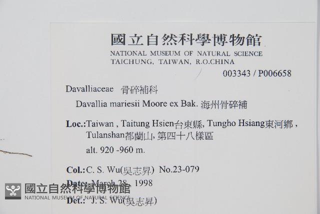 海州骨碎補藏品圖，第2張