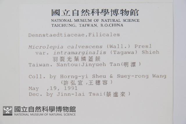 羽葉鱗蓋蕨藏品圖，第2張