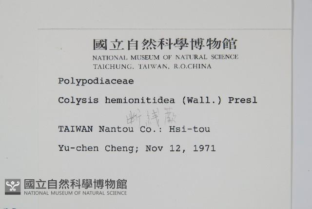 斷線蕨藏品圖，第2張