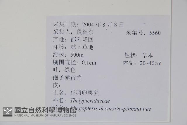 翅軸假金星蕨、短柄卵果蕨藏品圖，第2張