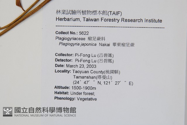 華東瘤足蕨藏品圖，第2張