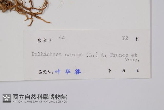 燈龍草藏品圖，第2張