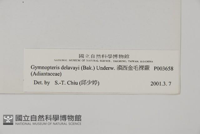 滇西金毛裸蕨藏品圖，第2張