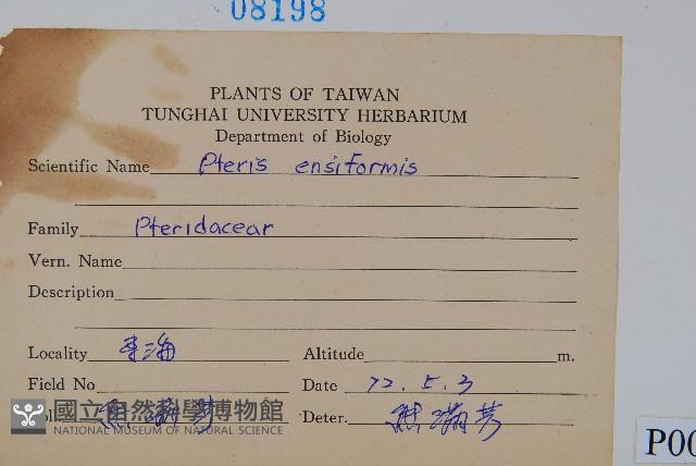 箭葉鳳尾蕨藏品圖，第2張