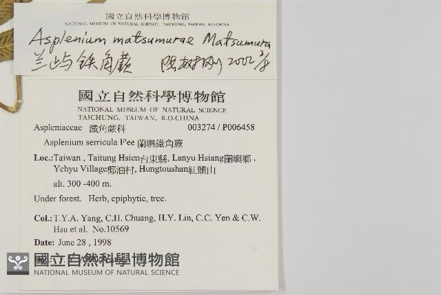 蘭嶼鐵角蕨藏品圖，第5張