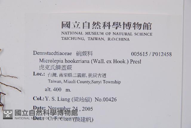 虎克氏鱗蓋蕨藏品圖，第2張