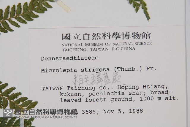 粗毛鱗蓋蕨藏品圖，第2張