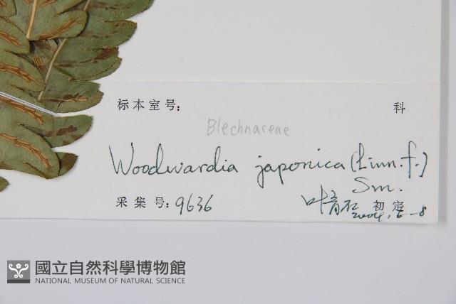 日本狗脊蕨藏品圖，第2張