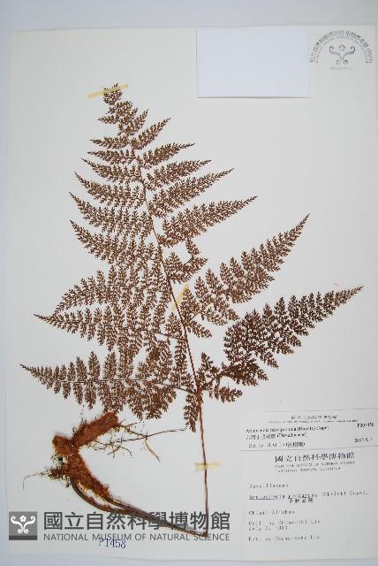 台灣小膜蓋蕨藏品圖，第4張