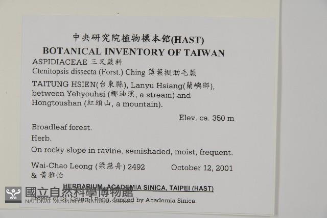 薄葉擬肋毛蕨藏品圖，第2張