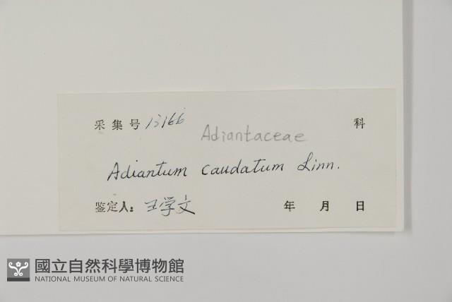 鞭葉鐵線蕨藏品圖，第2張