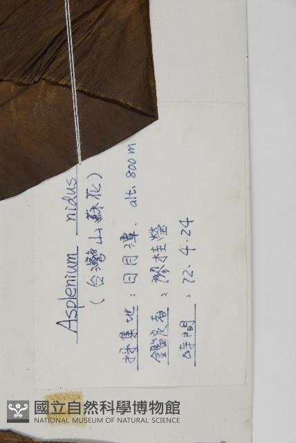 臺灣山蘇花藏品圖，第2張