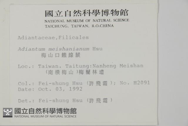 梅山鐵線蕨藏品圖，第2張