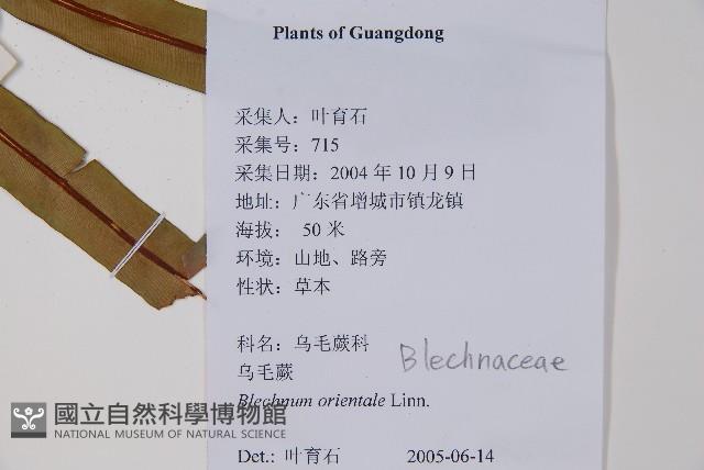 烏毛蕨藏品圖，第2張