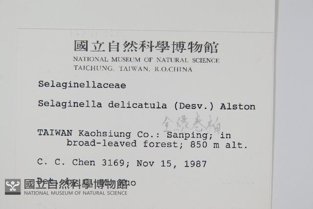 全緣卷柏藏品圖，第2張