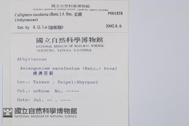 菜蕨藏品圖，第2張