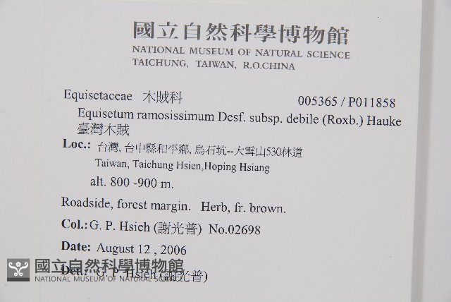 臺灣木賊藏品圖，第2張