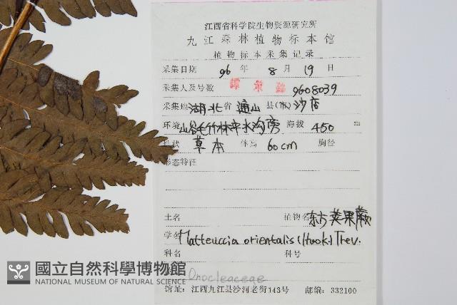 東方莢果蕨藏品圖，第2張