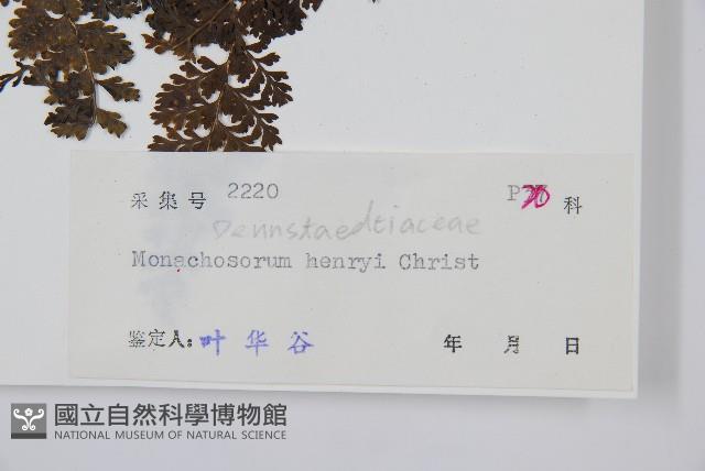 稀子蕨藏品圖，第2張