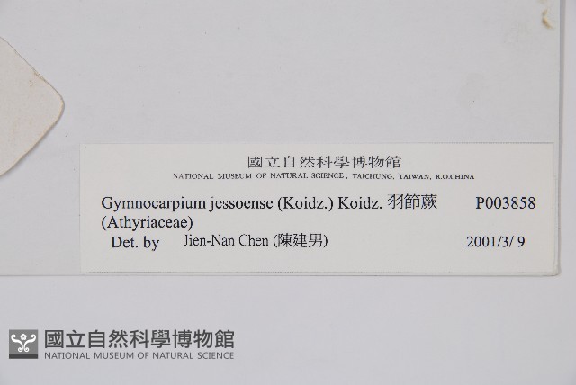 羽節蕨藏品圖，第2張
