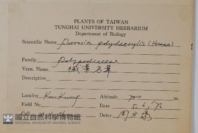 槭葉石葦藏品圖，第2張