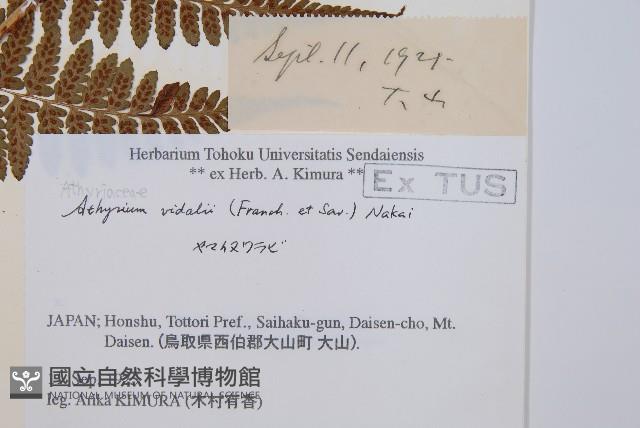 山蹄蓋蕨藏品圖，第2張