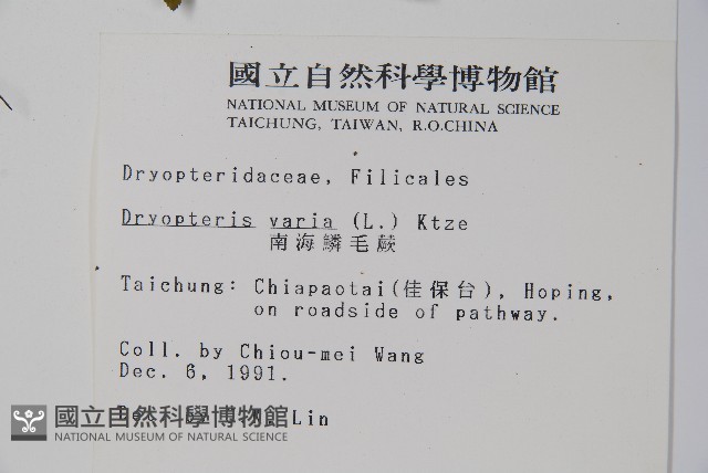 南海鱗毛蕨藏品圖，第2張