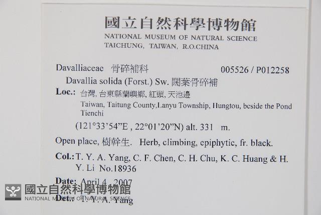 闊葉骨碎補藏品圖，第2張