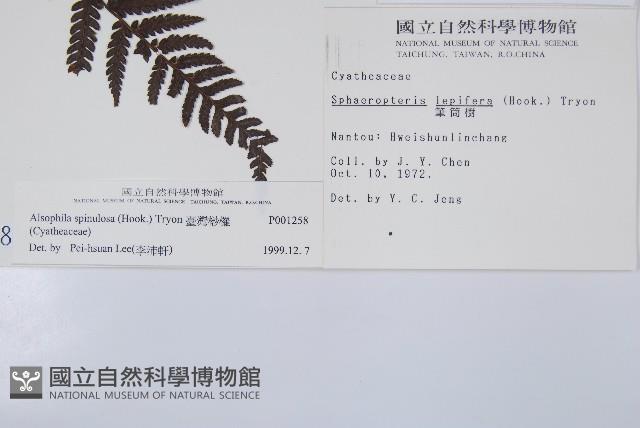 臺灣桫欏藏品圖，第2張