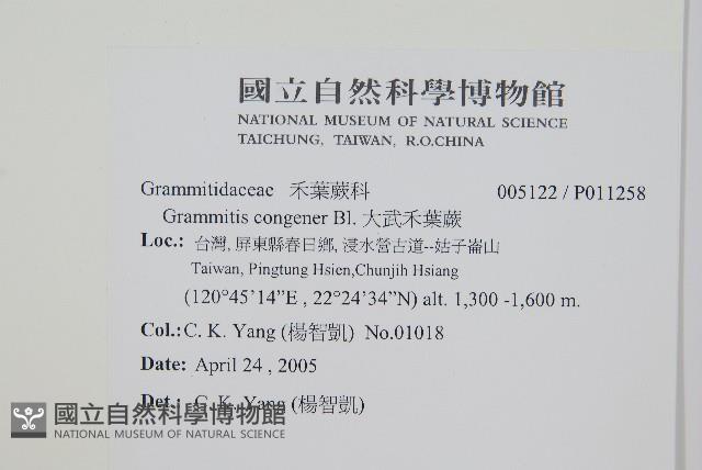 大武禾葉蕨藏品圖，第2張