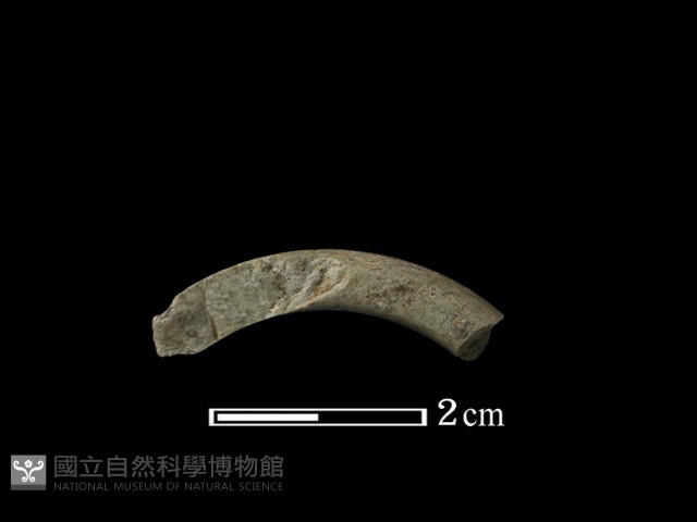 石環藏品圖，第2張