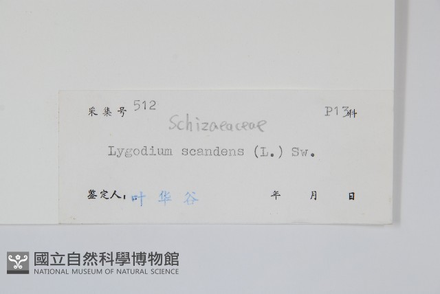 小葉海金沙藏品圖，第2張