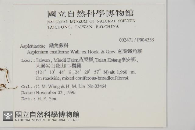 劍葉鐵角蕨、箭葉鐵角蕨藏品圖，第2張