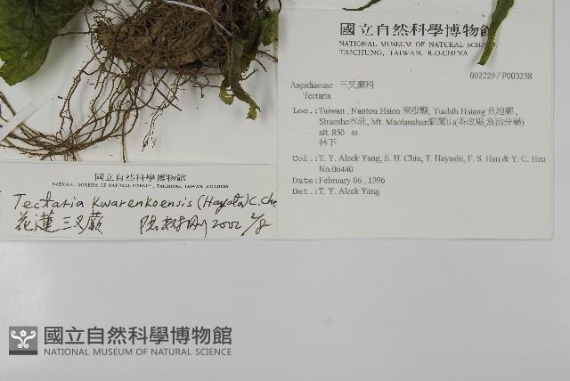 花蓮三叉蕨藏品圖，第2張