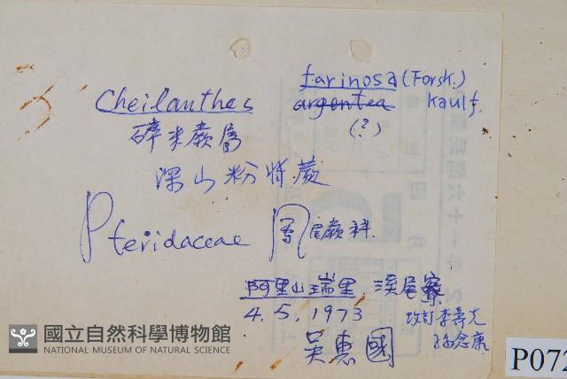 深山粉背蕨藏品圖，第1張