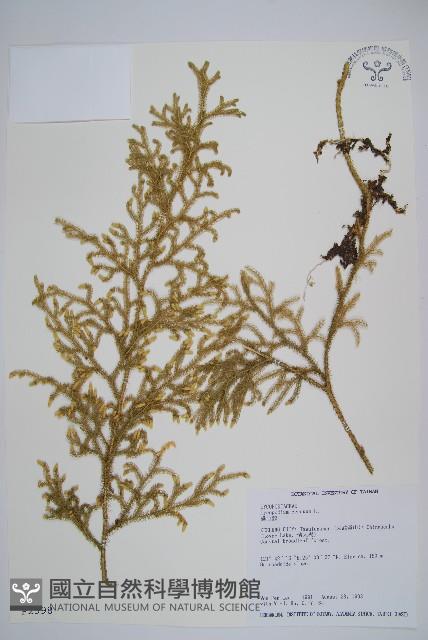 過山龍藏品圖，第1張