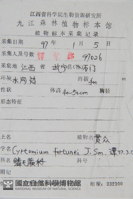 貫眾蕨藏品圖，第2張