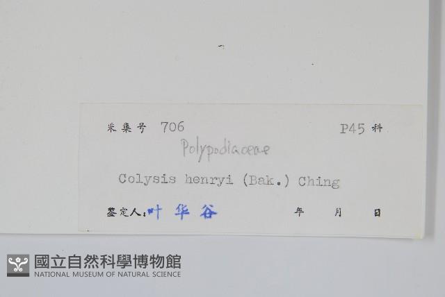 短圓線蕨藏品圖，第2張