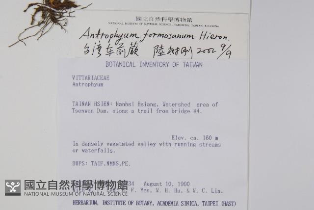 臺灣車前蕨藏品圖，第2張