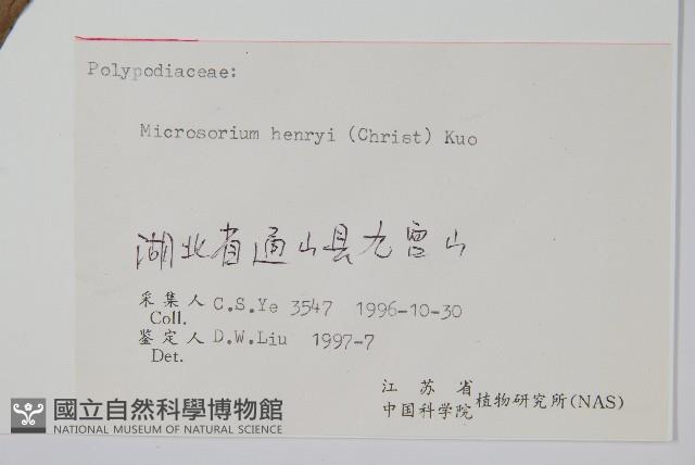 大星蕨藏品圖，第2張