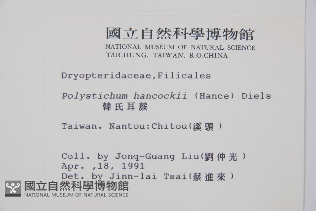 韓氏耳蕨藏品圖，第2張