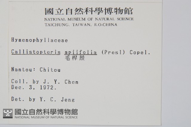 毛桿蕨藏品圖，第2張