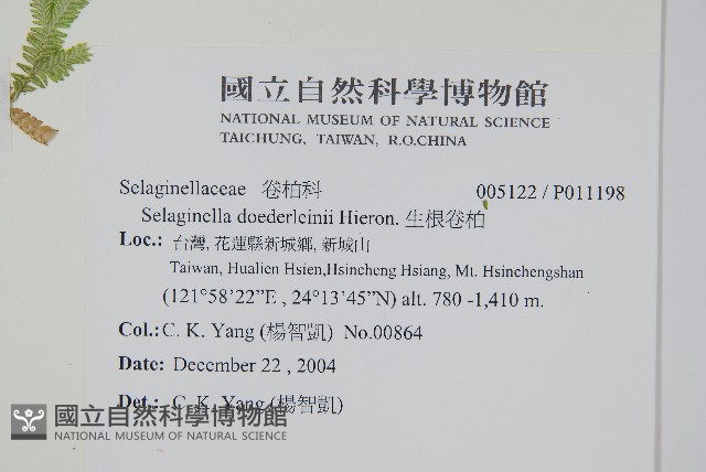 生根卷柏藏品圖，第2張