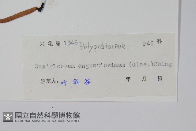 石蕨藏品圖，第2張