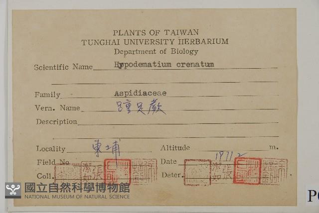 腫足蕨藏品圖，第2張