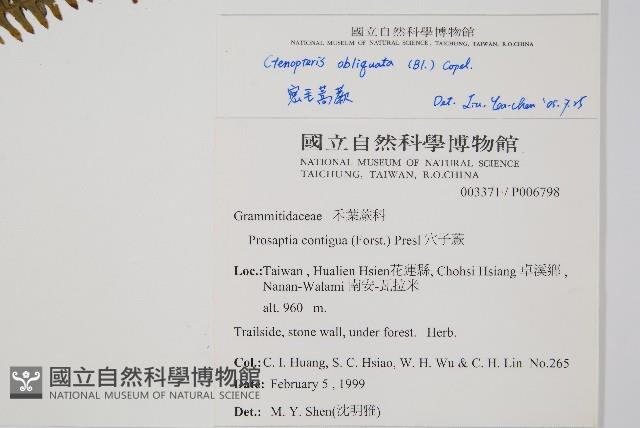 密毛蒿蕨藏品圖，第2張