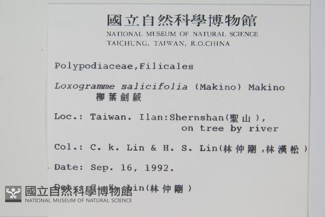 柳葉劍蕨藏品圖，第2張