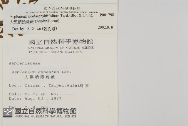 大黑柄鐵角蕨、黃鱗鐵角蕨、大羽鐵角蕨藏品圖，第2張