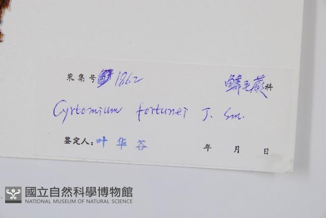 貫眾蕨藏品圖，第2張