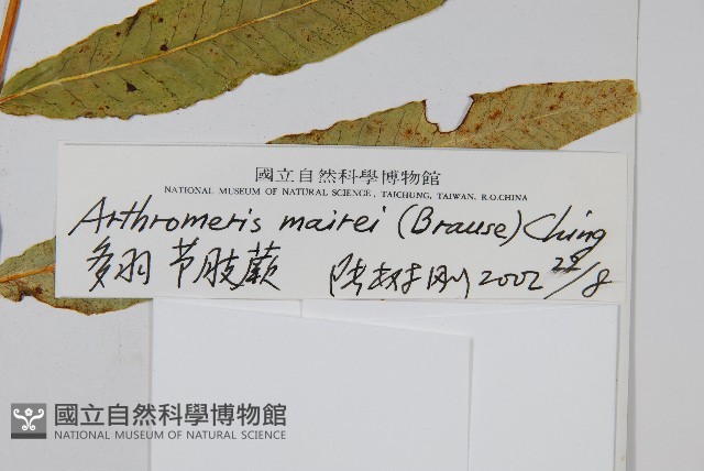 多羽節肢蕨藏品圖，第2張